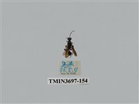 藏品(膜翅目(蜂))的圖片